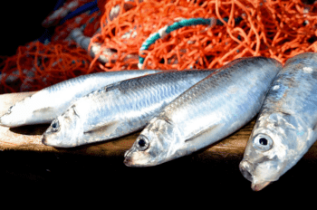 Image of four whole herring staged in front of a net.