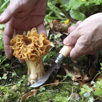 Image of the No.08 Stainless Steel Mushroom Knife harvesting a morel