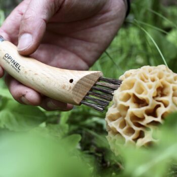 Image of a No.08 Stainless Steel Mushroom Knife harvesting a morel